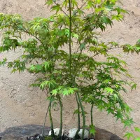 بونسای و گیاهان اپارتمانی و بیرونی|گل و گیاه طبیعی|تهران, میرداماد|دیوار