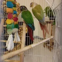 گرینچیک|پرنده|پرند, فاز ۰|دیوار