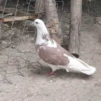 کبوتر ماده|پرنده|سردشت, |دیوار