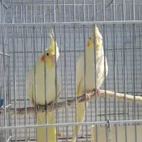 یک جفت عروس هلندی لوتینو سالم همراه قفس وسایل|پرنده|هشتگرد, تهران دشت|دیوار