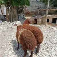 بره افشاری مخصوص قربانی و پرواری(گوسفند)