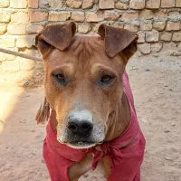 واگزاری سگ پیتبول|سگ|خضر آباد, |دیوار