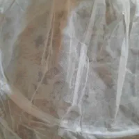 ژپون