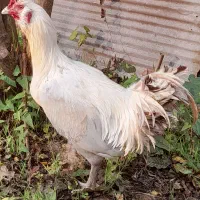 غاز محلی و خروس|حیوانات مزرعه|لاهیجان, آهندان|دیوار