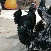 گلین پنگوئنی قشقایی بدون پر رنگی