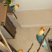 طوطی برزیلی مولد رو تخم و جوجه