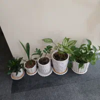 گل های طبیعی