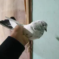 موبایل موبایل کبوتر