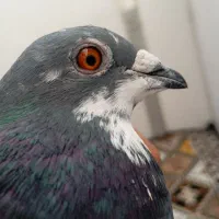 مسافتی|پرنده|سنندج, |دیوار