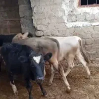 ۱۴راس گوساله دورگ سیمنتال و شاروله