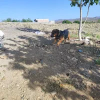 این سگ به فروش میرسد