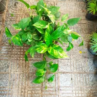 پتوس گیاهان آپارتمانی