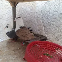 کفتر