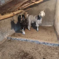 بز و بزغاله