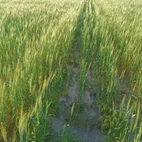 فروش کاه درمحل ،کاه گندم