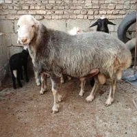 گوسفند نر تخمی ۲ ساله وزن بالا و کار بلد۱۰۰ کیلو