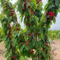 باغچه کشاورزی