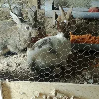 خرگوش|موش و خرگوش|برخوار, |دیوار