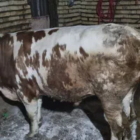 گوساله سیمینتال|حیوانات مزرعه|ماهنشان, |دیوار