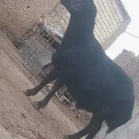 قوچ قزل افشار