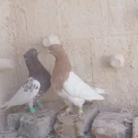 تعدارنگه هوای جفتگاه سارسوله نررنگه موقعیت کاشمر