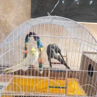 فروش عروس هلندی نر و ماده|پرنده|آزادشهر, |دیوار