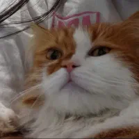گربه نژاد پرشین