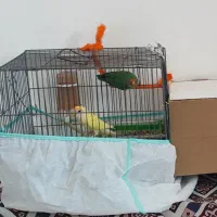 طوطی برزیلی|پرنده|آبدانان, |دیوار