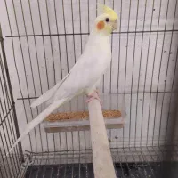 فروش انواع عروس هلندی های لوتینو آلبینو و ایزابلا|پرنده|شهریار, شهرک بهاران (ویره)|دیوار