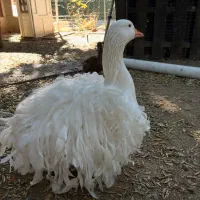 فروش غاز سباستوپول (عروس غازها)