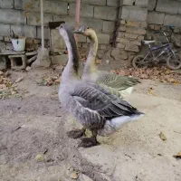 غوقاز|حیوانات مزرعه|تویسرکان, |دیوار