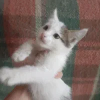 گربه واگذاری