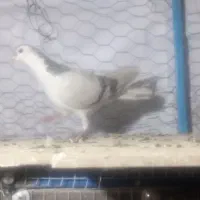 دوتا کر ماده