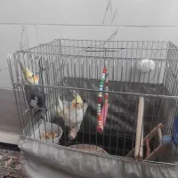 دوجفت عروس هلندی نرو ماده