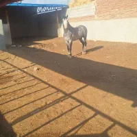 اسب کرد نر