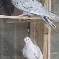 کبوتر سرور نوک‌ریز جوان جفت