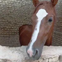 فروش اسب|اسب و تجهیزات اسب‌سواری|حمیدیا, |دیوار