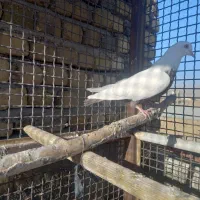 ماده دومی بی کاکول