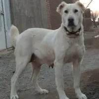 سگ ماده سه ساله