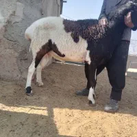 قوچ گله ای درشت هیکل وکشیده، سنگین وزن|حیوانات مزرعه|شیراز, جانبازان|دیوار