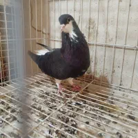 خوشرنگ|پرنده|اهرم, |دیوار