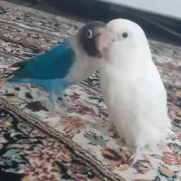 طوطی برزیلی|پرنده|اردبیل, |دیوار