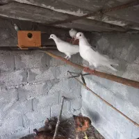 سه جفت جوجه کبوتر معاوضه با چیزی که به کارم بیاد|پرنده|خرم‌آباد (تنکابن), |دیوار