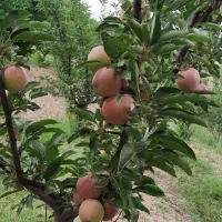 داوطلبانه