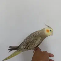 گمشده عروس هلندی