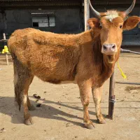 گاو 8 ماه شکم جوان