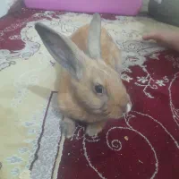 خرگوش ۵ ماه باتمام وسایل ۲ تومان|موش و خرگوش|تهران, شکیبا|دیوار