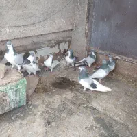 کفتر فروشی چند عدد