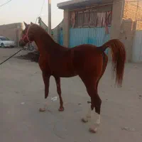 اسب عرب دو سر وارداتی کورسی|اسب و تجهیزات اسبسواری|یزد, |دیوار