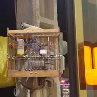 سهره کرمونی|پرنده|مشهد, جاهد شهر|دیوار